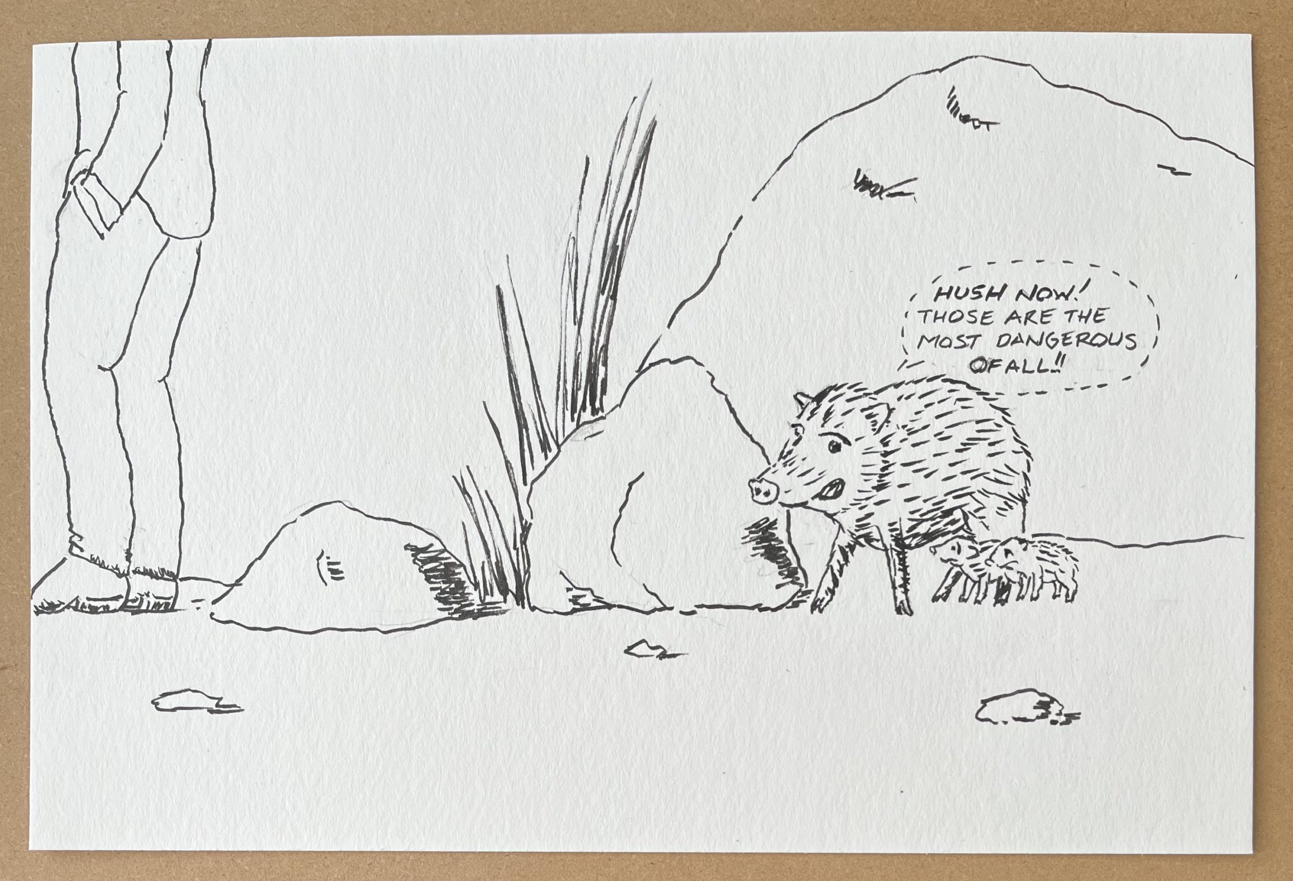 A pen and ink drawing showing a mother javelina hiding behind a rock with her two offspring. On the other side of the rock is a standing human. The mother javelina is whispering to the babies "These are the most dangerous of all."