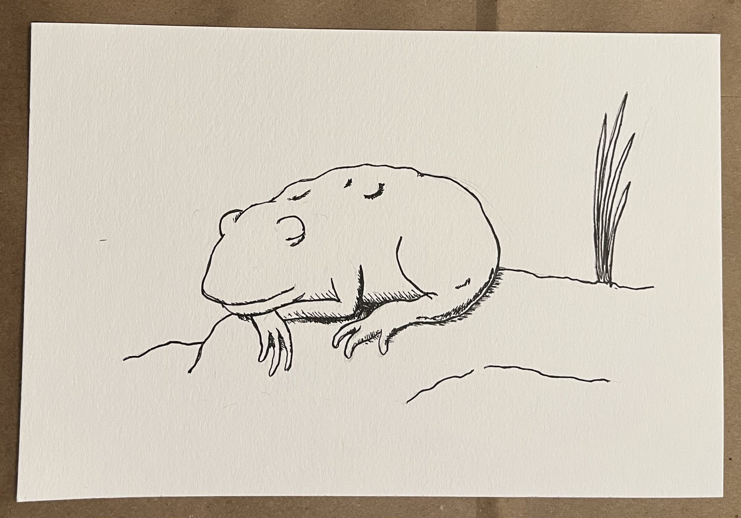 An ink drawing of a sleeping toad.