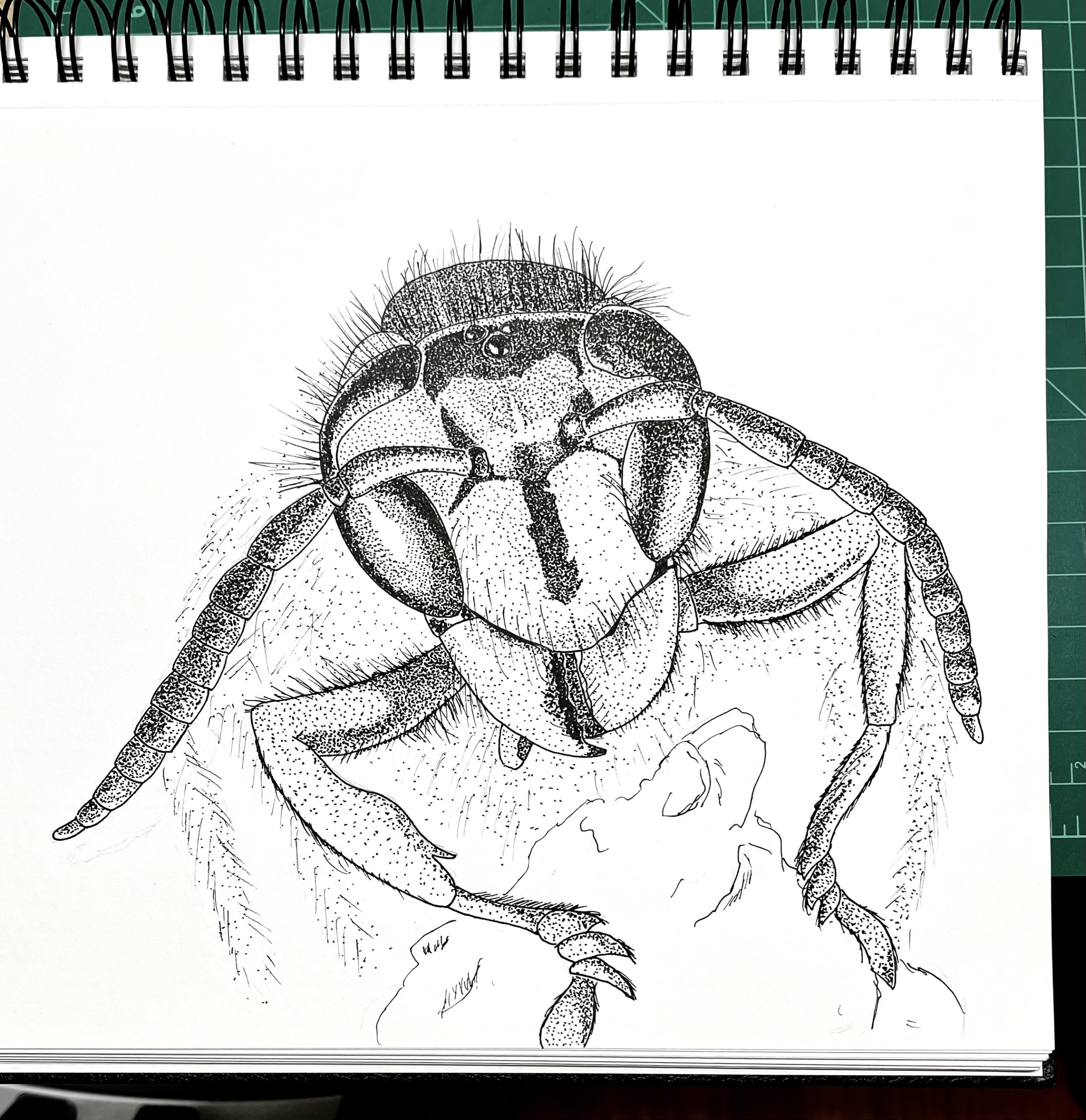 A pen and ink drawing of a wasp, drawn from a macro photo so the wasp is very large.