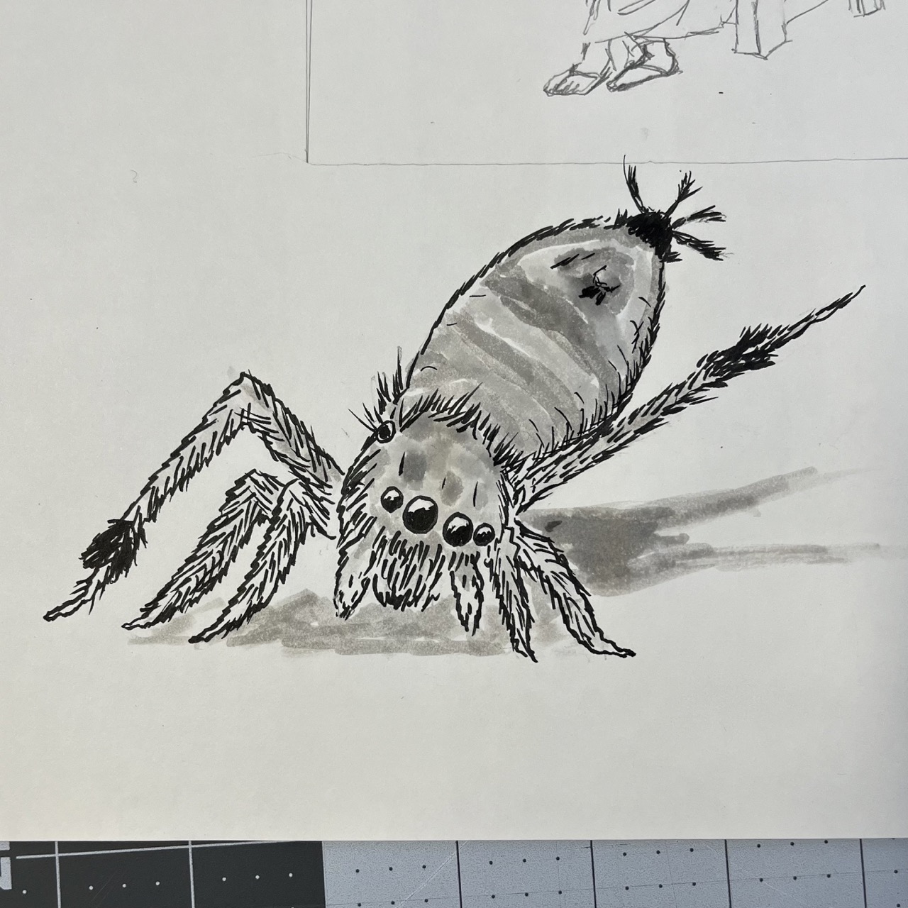 A pen and ink drawing of a peacock spider nicknamed the sparklemuffin.
